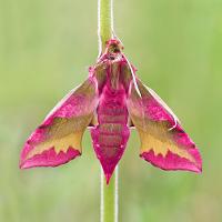 Small Elephant Hawkmoth 3 